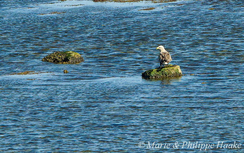 Pygargue a queue blanche 2507.jpg - Pygargue à queue blanche, Haliaeetus albicilla, White-tailed Eagle (Porsangerfjorden, Norvège, juin 2012)